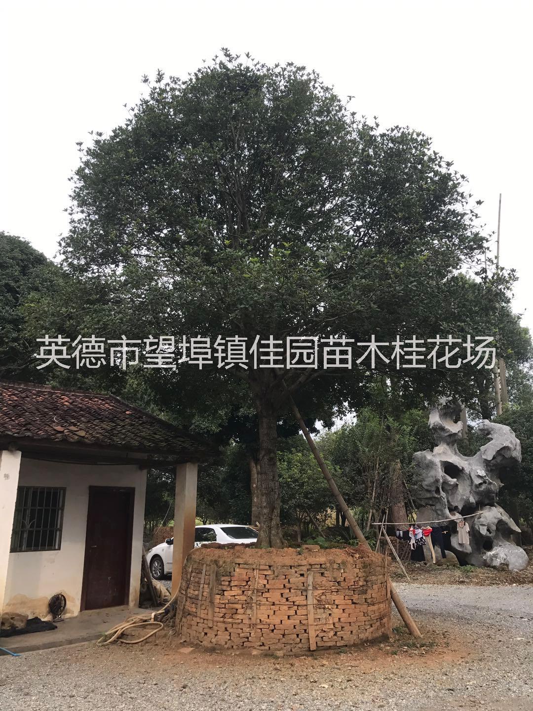 桂花_廣東桂花價(jià)格_種植基地報(bào)價(jià)_批發(fā)價(jià)格_種植基地供應(yīng)價(jià)格