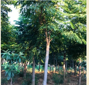 供應欒樹移植苗批發(fā)價格報價/明云苗木大量供應欒樹/湖北欒樹移植苗代理商供應商/優(yōu)質樹苗采購哪家好