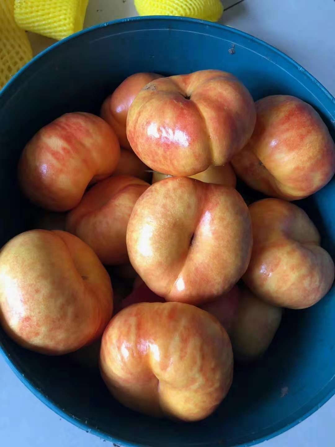 中油蟠7號(hào)桃樹苗 泰安中油蟠7號(hào)桃樹苗 泰安中油蟠7號(hào)桃樹苗供苗商 泰安中油蟠7號(hào)桃樹苗哪家