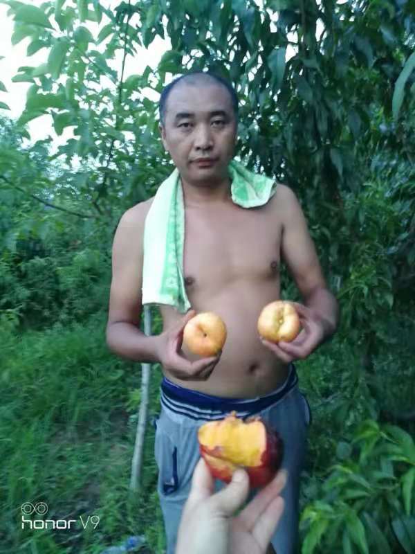 中油蟠7號(hào)桃樹苗 泰安中油蟠7號(hào)桃樹苗 泰安中油蟠7號(hào)桃樹苗供苗商 泰安中油蟠7號(hào)桃樹苗哪家