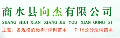 河南楸樹種植基地|河南楸樹種植基地批發(fā)價(jià)格|河南楸樹種植基地報(bào)價(jià)