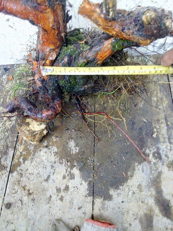 河南山木香下山樁供應商  陜西山木香下山樁基地  北京山木香下山樁價格 成都山木香下山樁