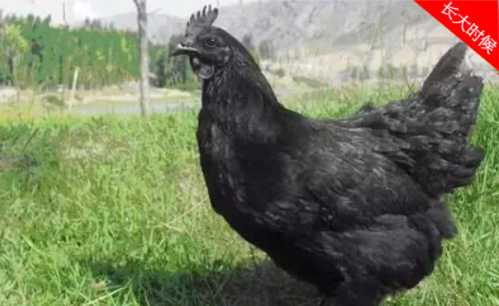 供應(yīng)黑鳳雞苗 直銷黑鳳雞苗 黑鳳雞苗廠家 黑鳳雞苗基地批發(fā) 黑鳳雞苗批發(fā)