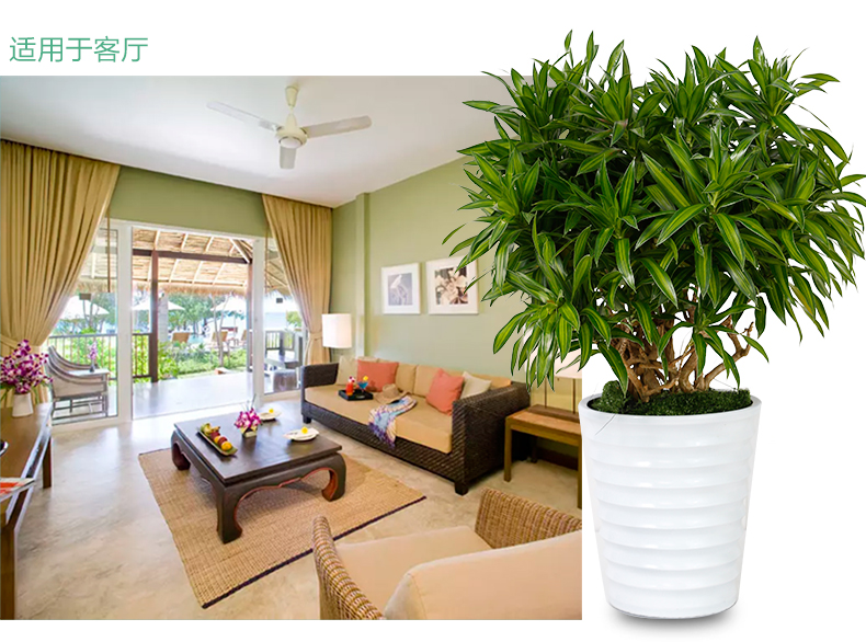 北京綠植租擺公司