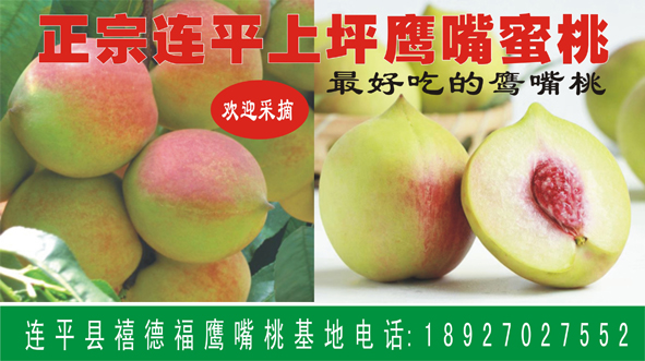 *鷹嘴蜜桃苗供應(yīng)商/專(zhuān)業(yè)鷹嘴蜜桃苗培育基地/連平禧德福鷹嘴桃苗圃基地/上坪鷹嘴蜜桃/連平鷹嘴蜜桃/
