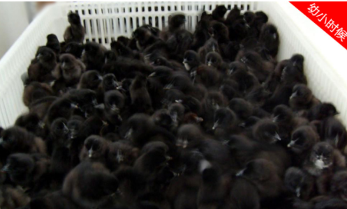 供應(yīng)黑鳳雞苗 直銷黑鳳雞苗 黑鳳雞苗廠家 黑鳳雞苗基地批發(fā) 黑鳳雞苗批發(fā)
