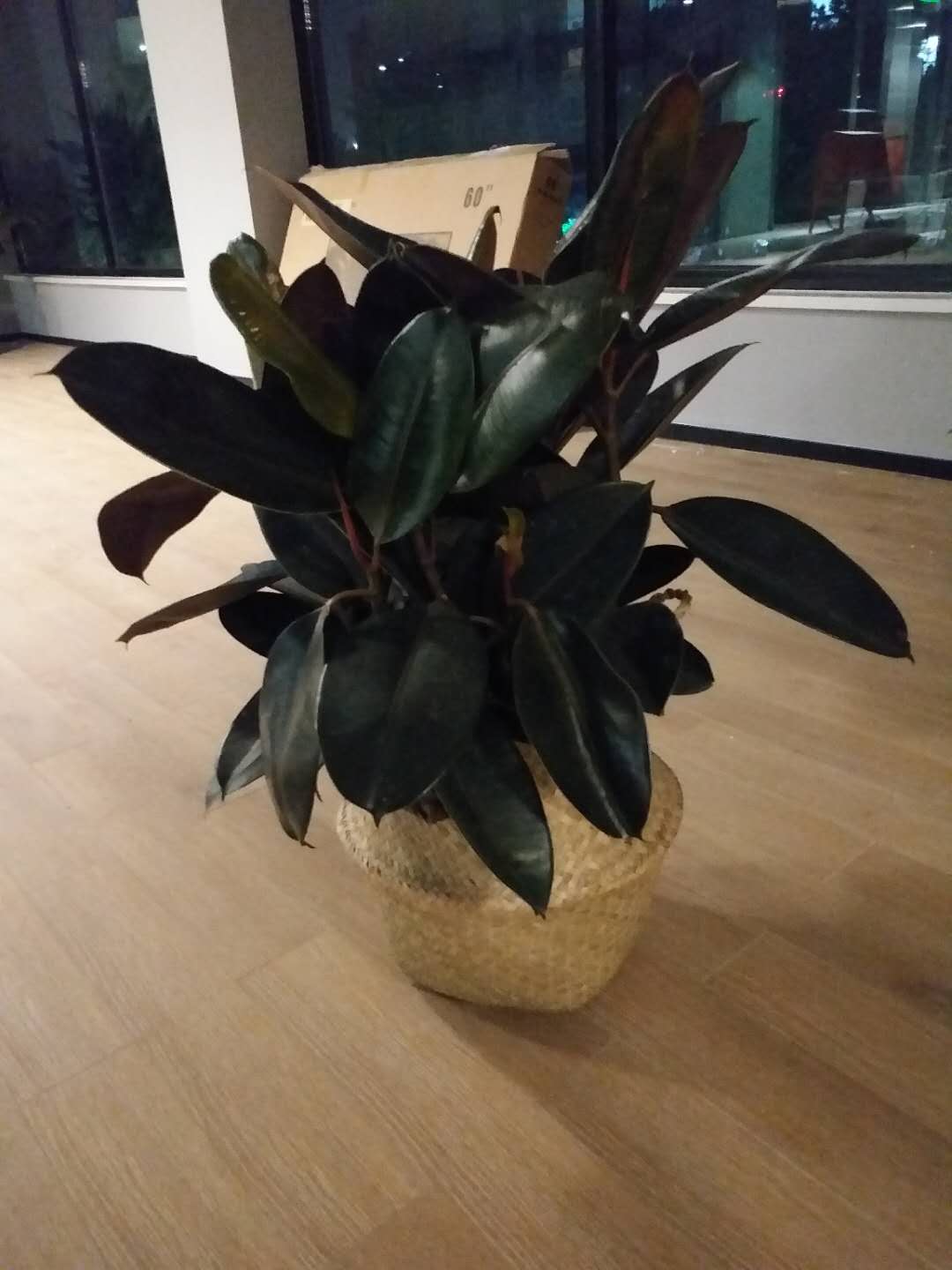 北京綠植租賃北京綠植租賃公司