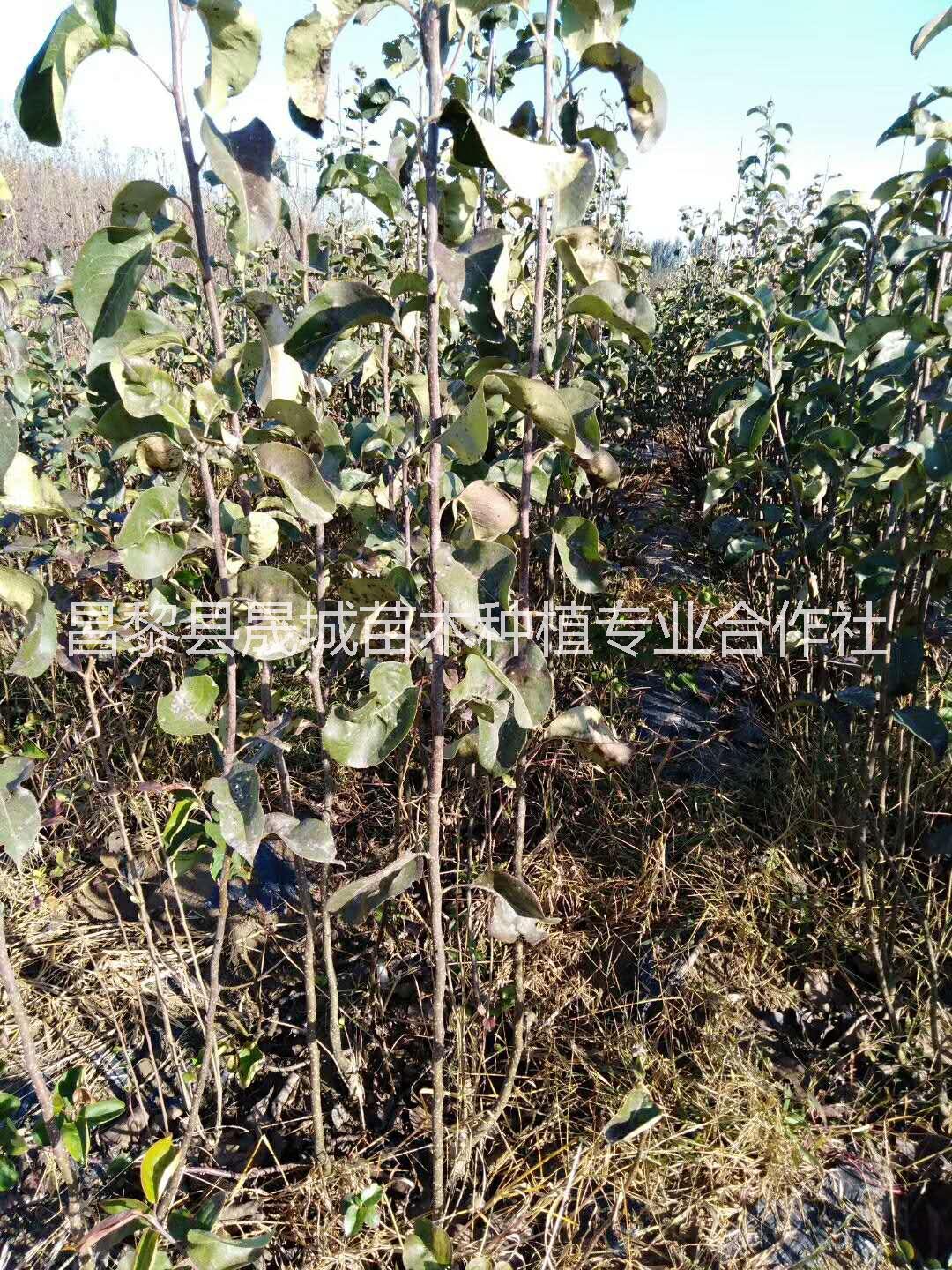 山西玉露香梨樹苗種植基地，山西玉露香梨樹苗批發(fā)價(jià)，山西玉露香梨樹苗種植技術(shù)