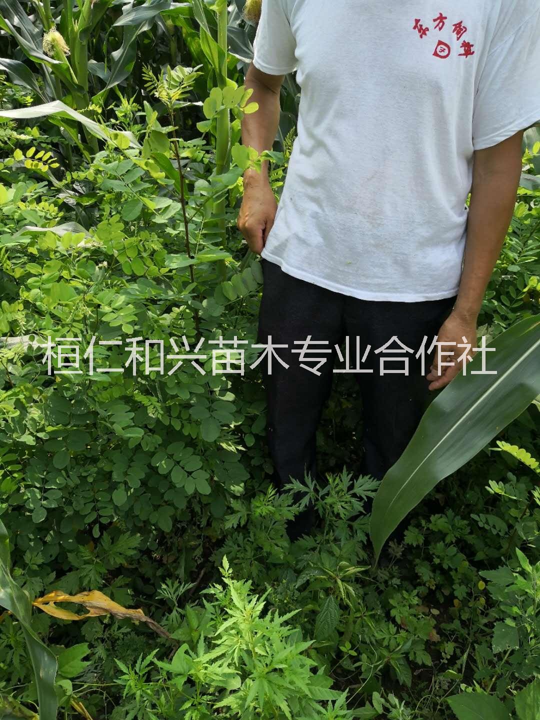 供應(yīng)刺槐苗遼寧刺槐苗遼寧刺槐小苗