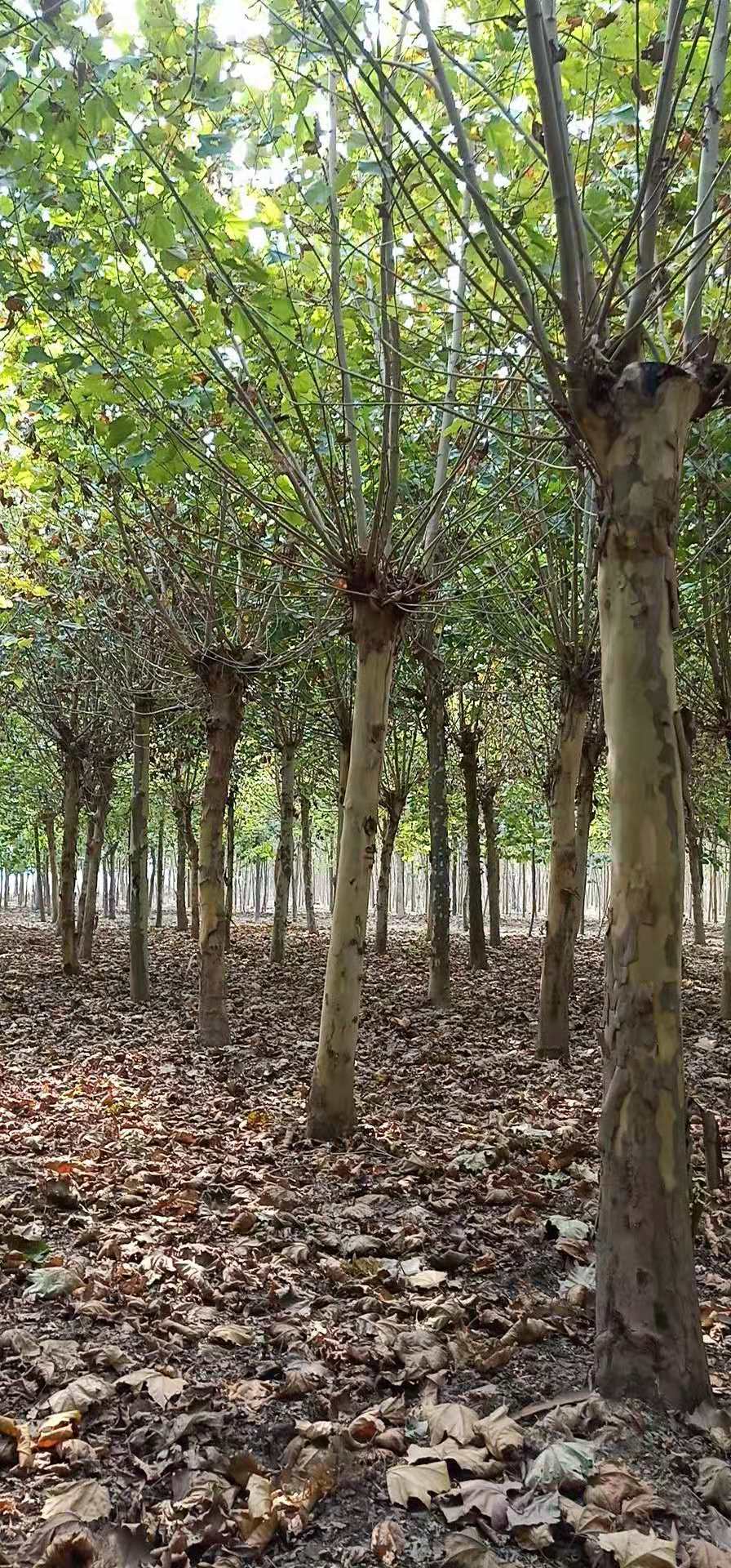 法桐樹種植方法 河北法桐樹批發(fā) 法桐樹苗基地