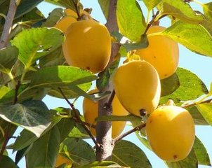 超級(jí)甜柿，柿子新品種，優(yōu)質(zhì)柿子樹(shù)苗，柿子樹(shù)苗新品種，好吃的超甜柿子