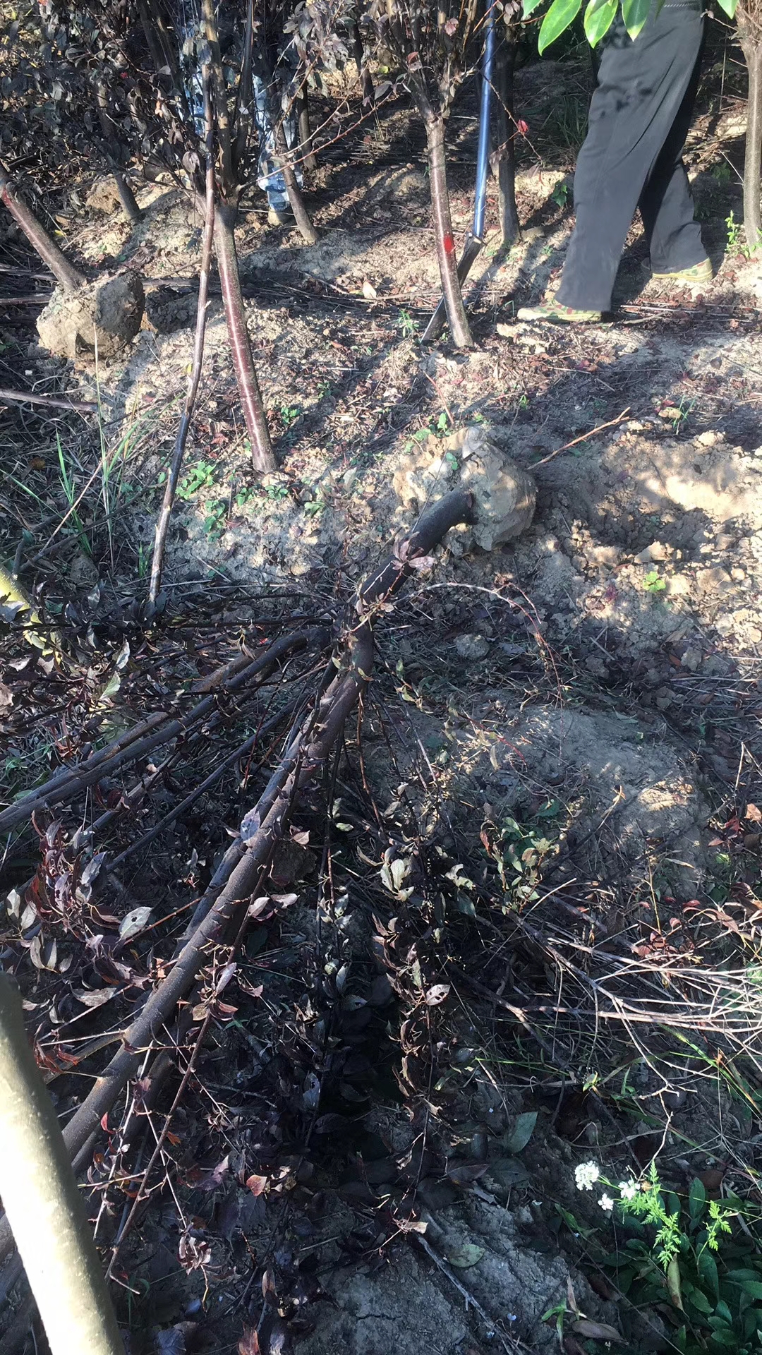 安徽紫葉李 紫葉李批發(fā) 紫葉李直銷 紫葉李報(bào)價(jià) 紫葉李苗 優(yōu)質(zhì)紫葉李 紫葉李哪家好 紫葉李苗