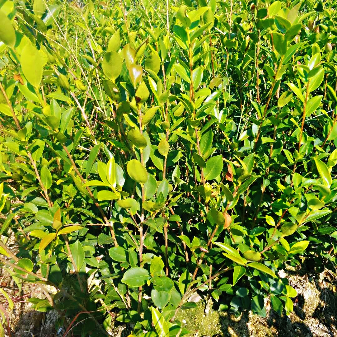 湖南油茶苗基地 湖南油茶苗價(jià)格 湖南油茶苗直銷商