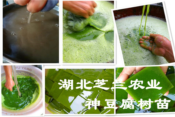 湖北恩施觀音豆腐樹苗*豆腐樹苗柴豆腐樹優(yōu)惠批發(fā) 觀音豆腐樹苗*豆腐樹苗柴豆腐樹 神豆腐樹苗*豆腐樹苗豆腐柴樹