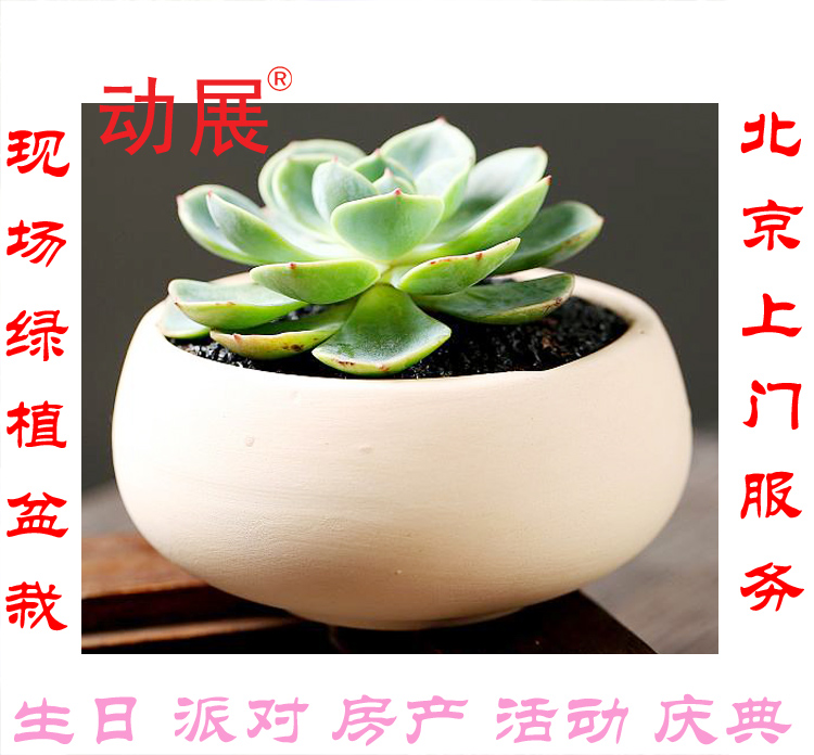 北京上門(mén)DIY多肉盆栽綠植服務(wù)北京上門(mén)DIY多肉盆栽綠植服務(wù)現(xiàn)場(chǎng)制作盆景親子互動(dòng)手體驗(yàn)