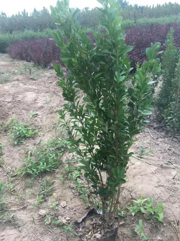 黃楊、黃楊批發(fā)、黃楊苗、黃楊廠家、黃楊批發(fā)、直銷高山黃楊、高山黃楊哪家好、黃楊供應(yīng)商、黃楊供應(yīng)廠家