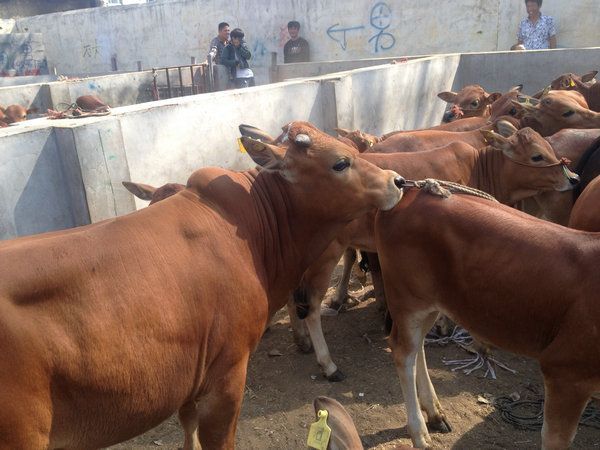 山西供應(yīng)魯西黃牛 煙臺是否有魯西黃牛 濟(jì)南有沒有魯西黃牛賣