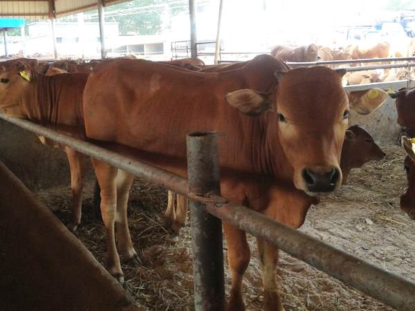 山東四元雜交牛 威海是否有四元雜交牛 東營(yíng)有四元雜交牛嗎