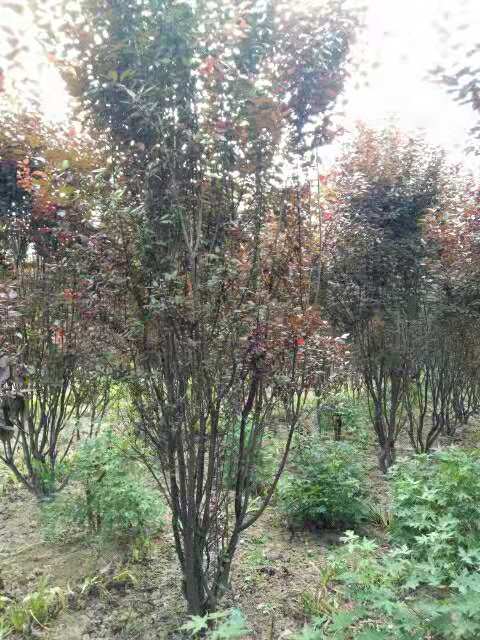 直銷紅葉李苗木、紅葉李、紅葉李苗、紅葉李廠家、紅葉李批發(fā)、紅葉李基地、紅葉李行情、紫葉李直銷、陜西紅葉李