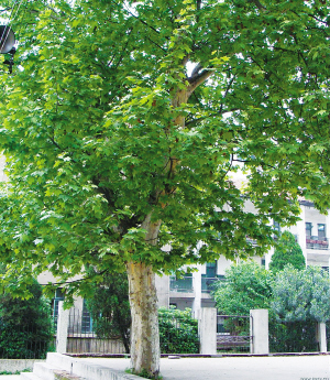 法桐 法桐供應(yīng)商 法桐苗木 法桐苗木哪家好 郯城法桐供應(yīng) 山東法桐批發(fā) 法桐廠家 法桐廠家直銷 法桐廠家批發(fā)