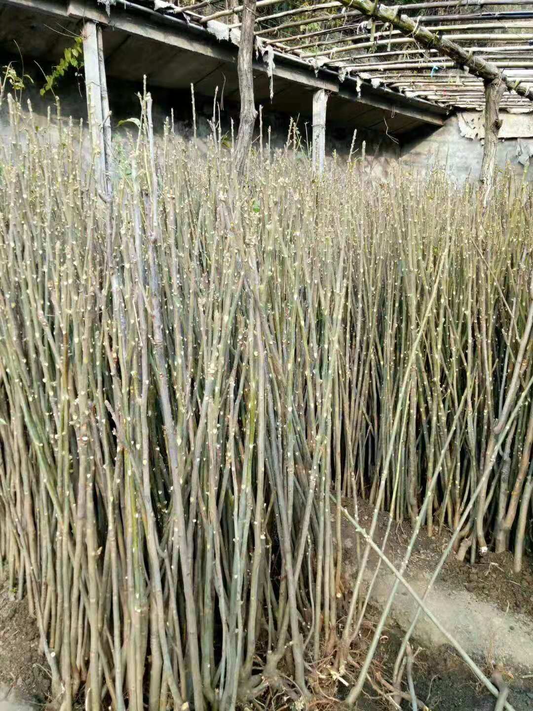 香椿苗 香椿苗價(jià)格 香椿苗怎么吃 香椿苗種植基地