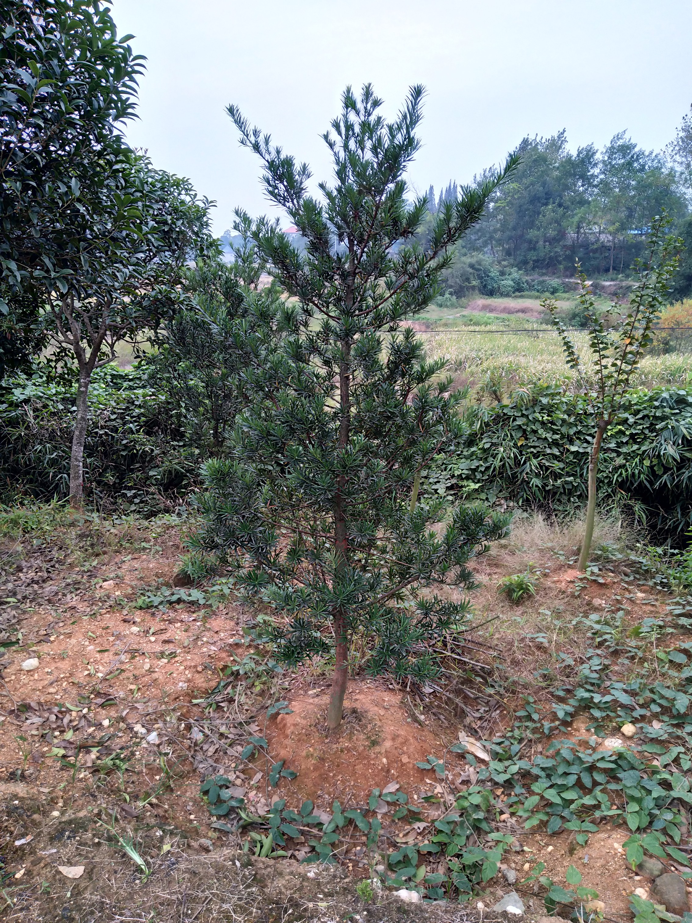 羅漢松批發(fā)