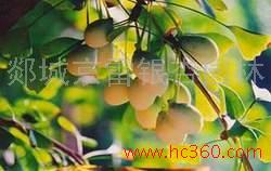 銀杏果仁 山東銀杏果仁批發(fā) 銀杏果仁廠家 銀杏果仁廠家直銷 銀杏果仁批發(fā)報(bào)價(jià) 銀杏果仁廠家批發(fā) 苗木哪家好