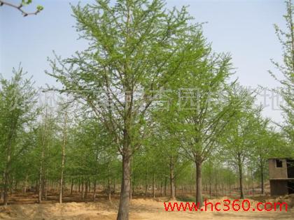 銀杏果仁 山東銀杏果仁批發(fā) 銀杏果仁廠家 銀杏果仁廠家直銷 銀杏果仁批發(fā)報(bào)價(jià) 銀杏果仁廠家批發(fā) 苗木哪家好