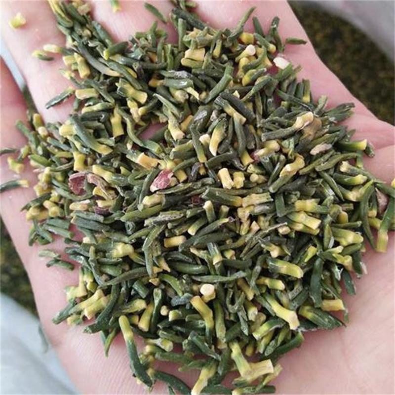 III級(jí)蓮芯蓮子芯茶蓮子心蓮心茶 尚品蓮皇產(chǎn)地批發(fā)供應(yīng)