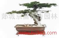 銀杏盆景 山東銀杏盆景批發(fā) 郯城銀杏盆景供應 銀杏盆景廠家 銀杏盆景批發(fā)報價 銀杏盆景供應商 銀杏盆景廠家直銷