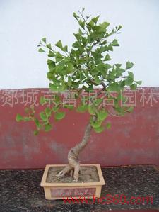 銀杏盆景 山東銀杏盆景批發(fā) 郯城銀杏盆景供應 銀杏盆景廠家 銀杏盆景批發(fā)報價 銀杏盆景供應商 銀杏盆景廠家直銷