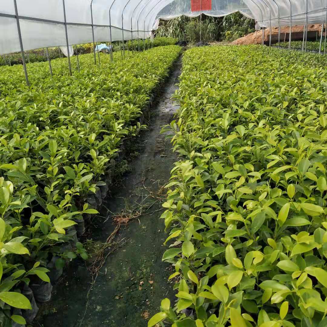 黃金榕 黃榕地被苗木 潮汕黃金榕供應(yīng)商 廣東黃金榕報價 韶光黃金榕價格 黃榕地被苗木制造商 東莞黃金榕直銷 黃金榕梅