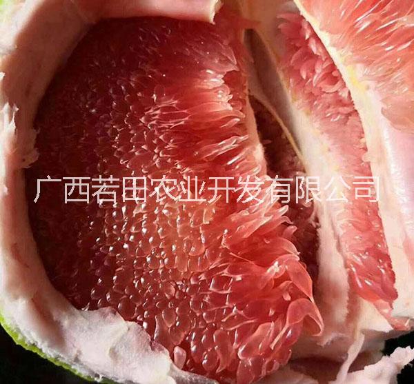 還在傻傻的種三紅蜜柚？泰國(guó)紅寶石柚的時(shí)代來了 若田鉆石青柚 泰國(guó)紅寶石柚