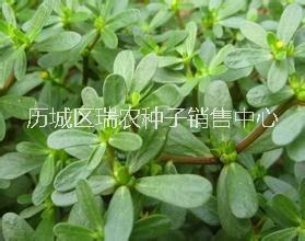 野菜種子批發(fā) 馬齒莧種子價(jià)格