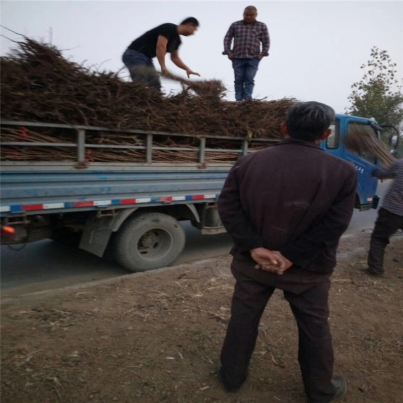 江蘇省梨樹苗價格  梨樹苗新品種簽訂合同