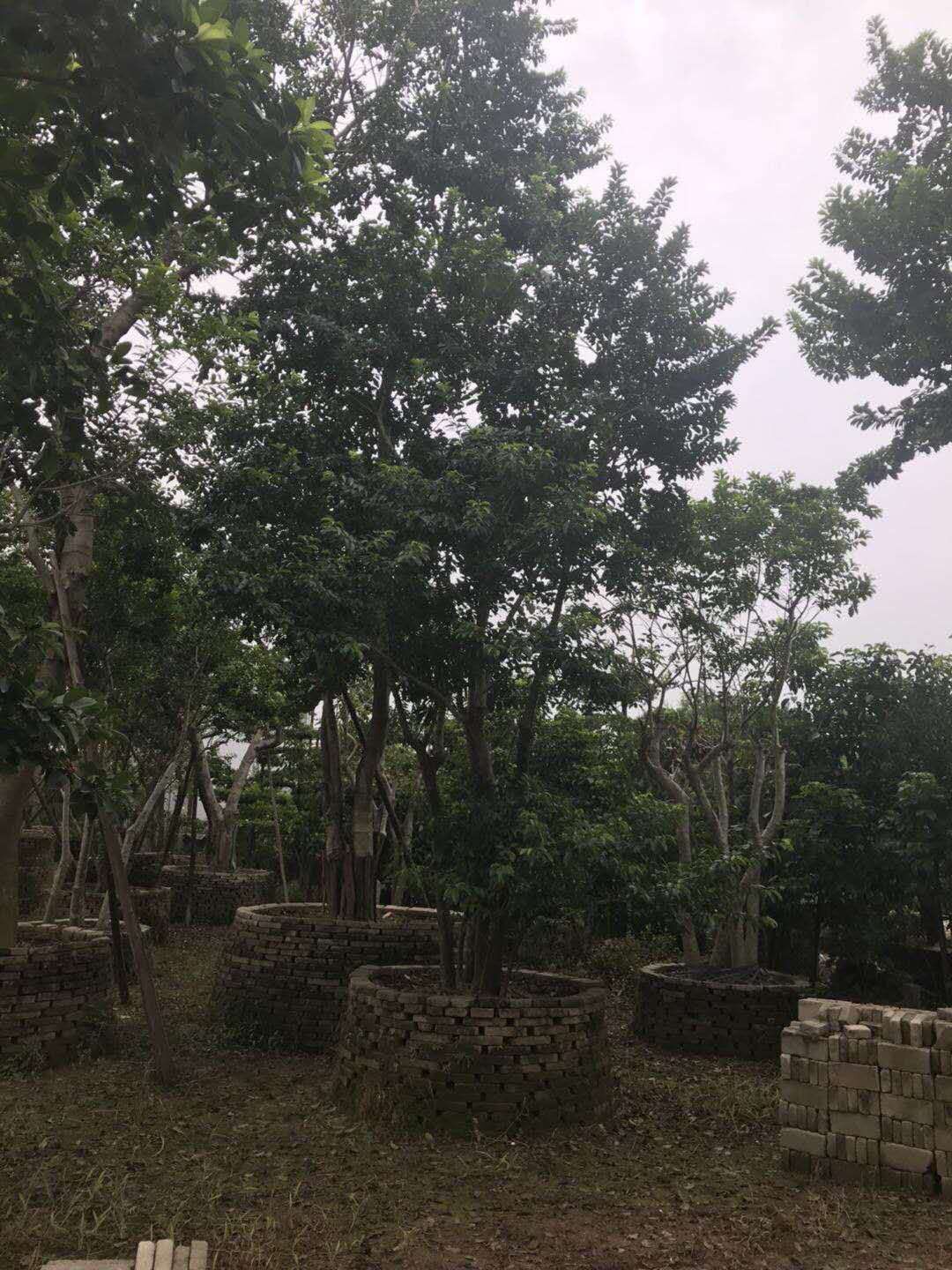 鐵冬青-鐵冬青基地鐵-冬青批發(fā)-哪里有鐵冬青賣