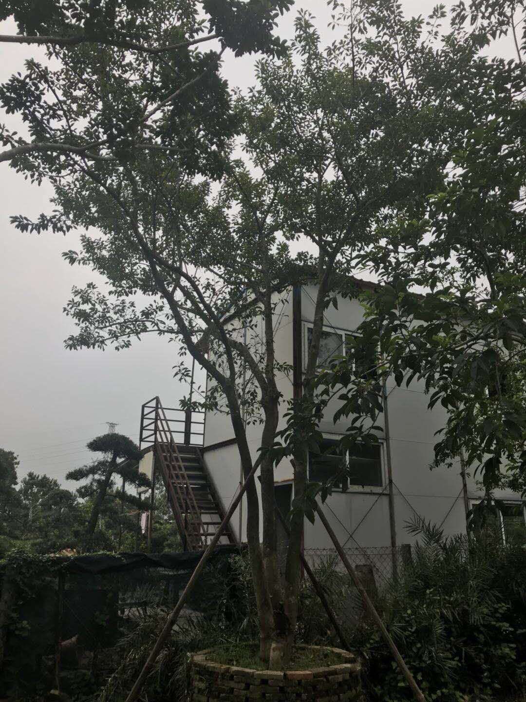 鐵冬青-鐵冬青基地鐵-冬青批發(fā)-鐵冬青價格-廣東單桿鐵冬青