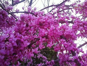 叢生紫荊廠家直銷 叢生紫荊 叢生紫荊批發(fā) 叢生紫荊苗批發(fā) 叢生紫荊種植