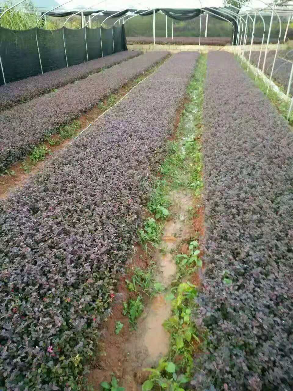 紅繼木小苗