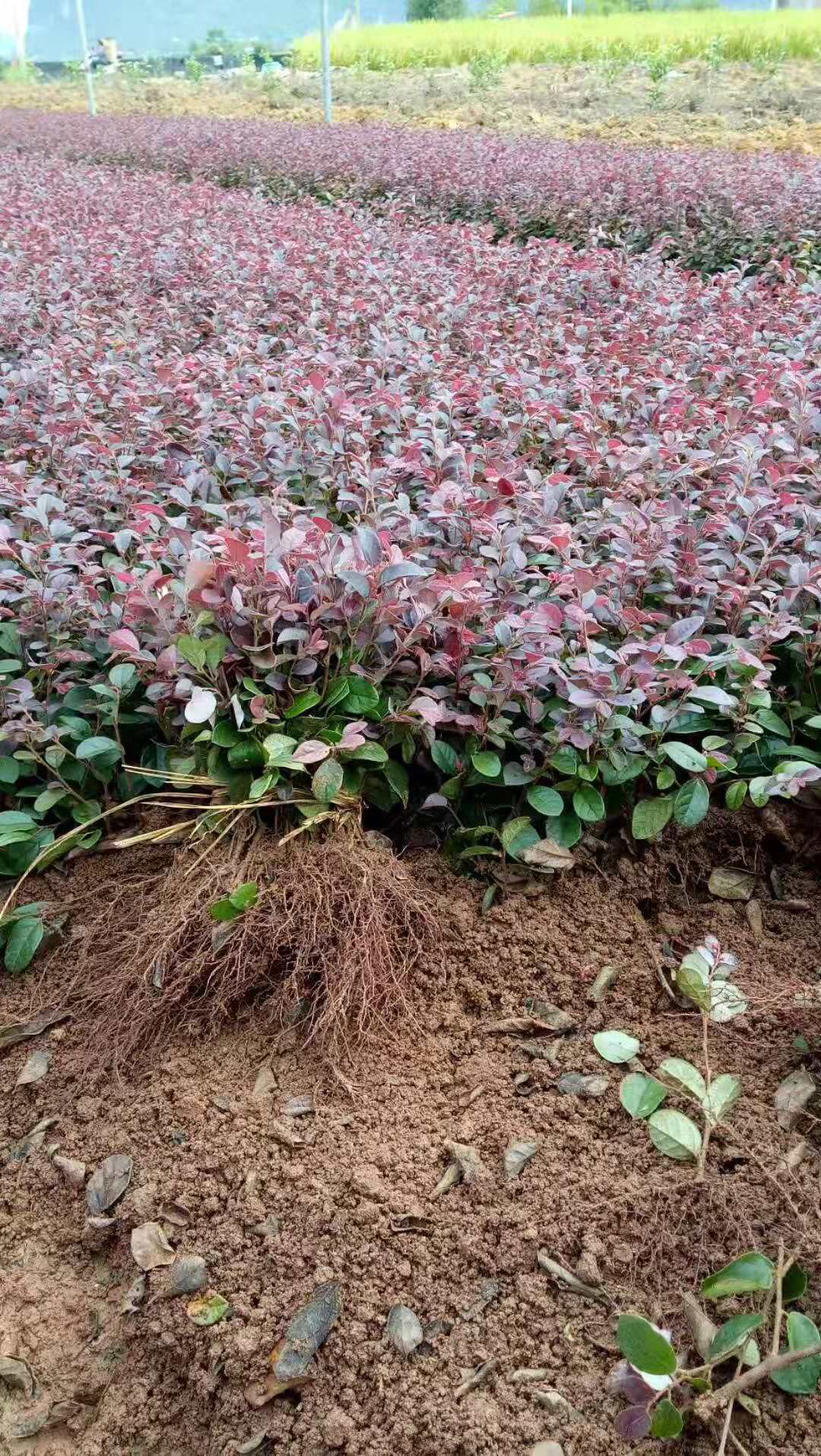 紅繼木小苗