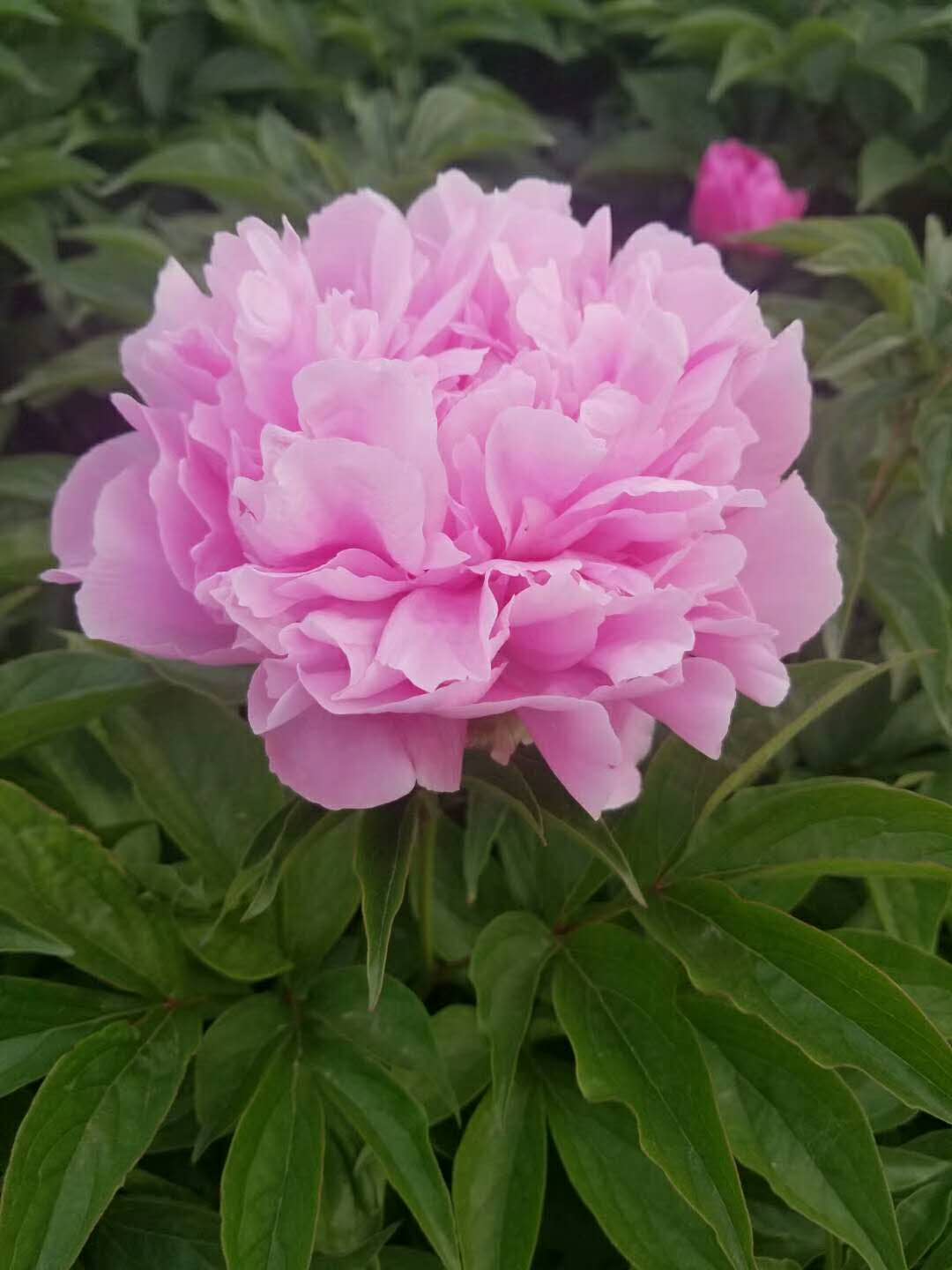 *盆栽芍藥、室內(nèi)觀賞芍藥