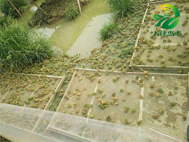 天澤惠豐青蛙人工養(yǎng)殖需要什么技術(shù)