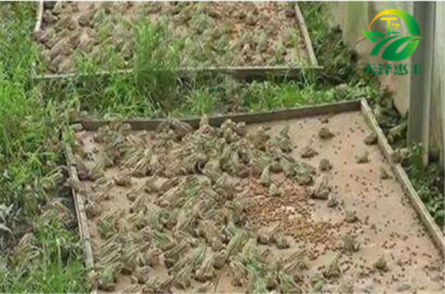 養(yǎng)殖青蛙一年能掙多少錢？