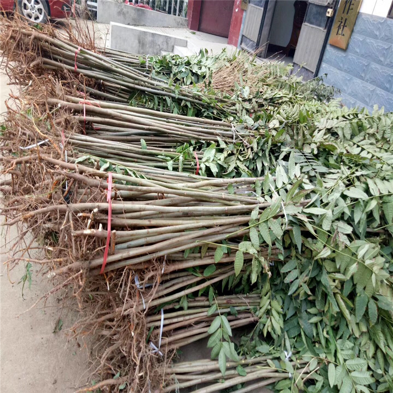 可食用香椿苗栽培技術(shù)  吉林省可食用香椿苗報(bào)價(jià)