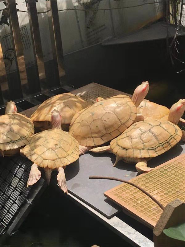 越南大米*龜| 越南花米*龜|養(yǎng)殖基地|產(chǎn)地直銷|批發(fā)價格|供應(yīng)報價|產(chǎn)品圖片