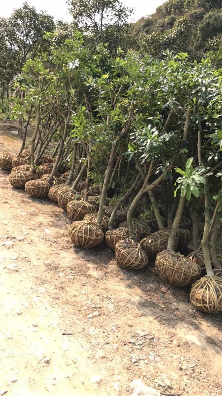 5公分楊梅苗 5公分楊梅樹