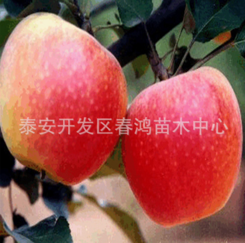 供應(yīng)蘋(píng)果苗 直銷短枝蘋(píng)果樹(shù)苗 蘋(píng)果苗繁育基地 嫁接蘋(píng)果苗 紅富士蘋(píng)果苗