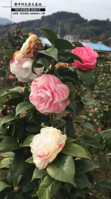 五彩茶花 彩茶花報(bào)價(jià) 五彩茶花批發(fā) 五彩茶花供應(yīng)商 五彩茶花哪家好 五彩茶花電話