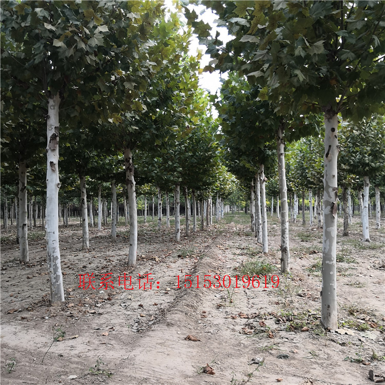 10cm*法桐銷售價格  山東君豪園林法桐種植基地