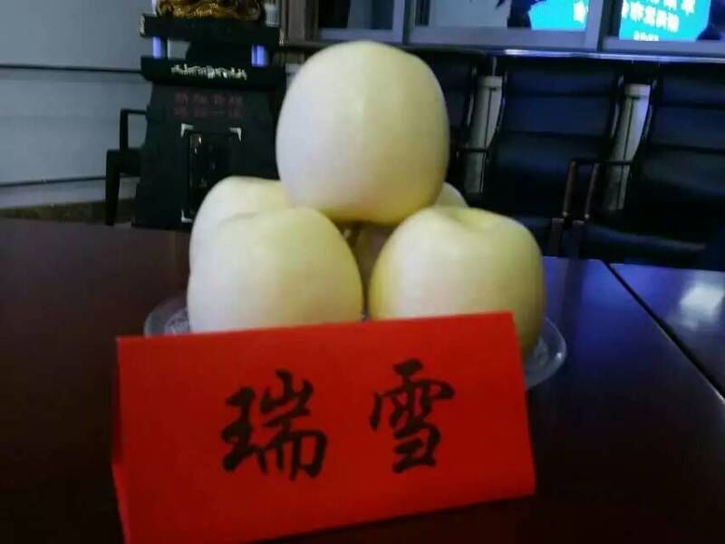 瑞雪蘋果苗，新品種蘋果樹苗，優(yōu)質(zhì)蘋果，蘋果樹苗批發(fā)，蘋果新品種